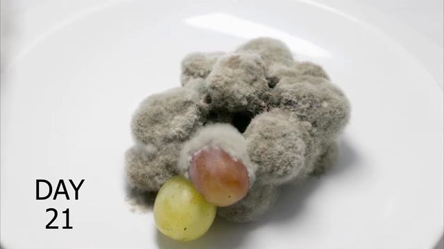 [Time-lapse] Botrytis cinerea vs grape (gray mold on table grape) смотреть онлайн