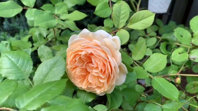 РОЗА GOLDEN CELEBRATION ?Сорт английских роз/ English Rose Д. Остина. Описание. Моя «Остинка» смотреть онлайн