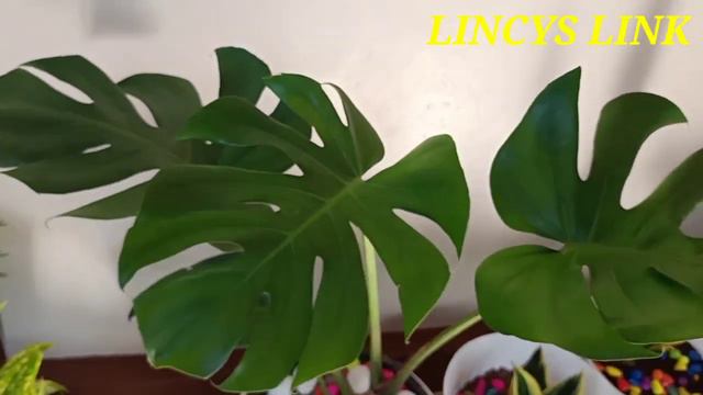 My Indoor Houseplants Tour L Indoor Garden Tour L Plants Collection