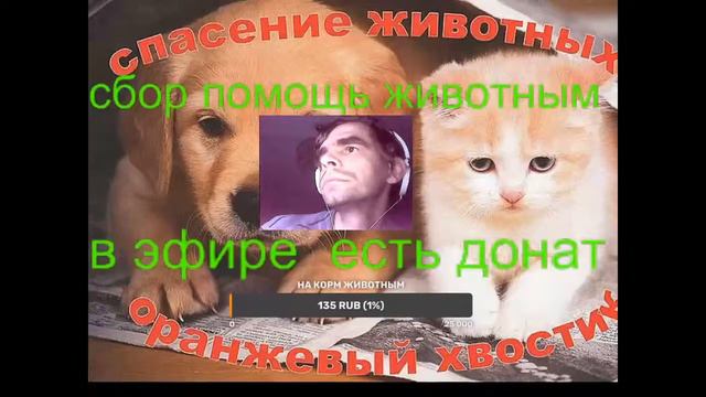 Прямая трансляция пользователя оранжевый хвостик спасение животных LIVE смотреть онлайн