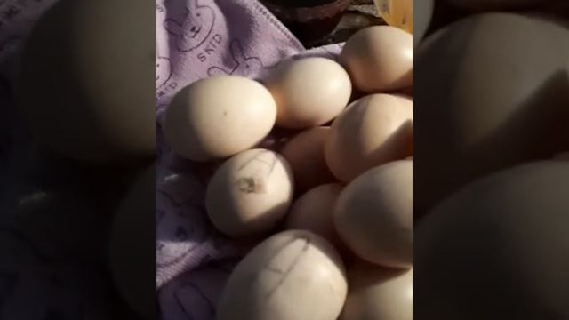 Біздің алғашқы эксперимент өзқолымыздан жасаған инкубатор смотреть онлайн