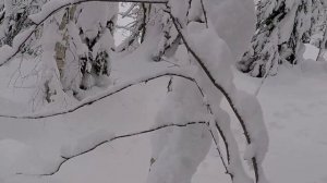 ?УСТАНОВКА ПЕТЛИ НА ЗАЙЦА.В ДЕКАБРЕ НА ТРОПУ.