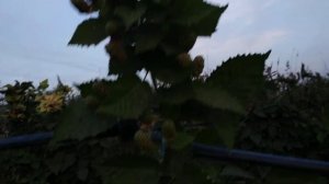 Урожай ежевики Фридом в первый год посадки