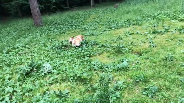 Французский бульдог Трубадур Лювир и его дружище корги Юджин 9 месяцев смотреть онлайн