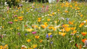 Праздник цветов – веселая песенка о цветах! Детская песня для всех!