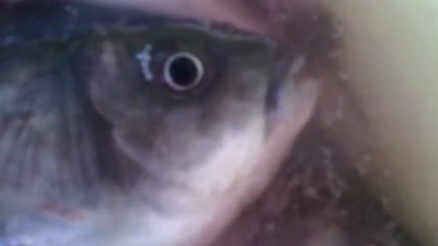 У рыбы нет тела но она дышит смотреть онлайн