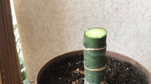 Диффенбахия. Обрезка Диффенбахии. Размножение Диффенбахии в воде.