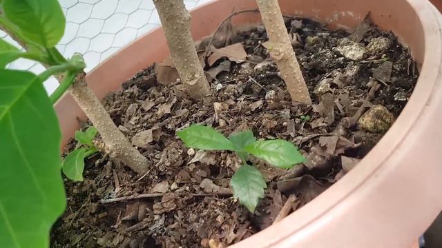 Como reproducir Floripondio por esquejes PARTE 2, How to reproduce Floripondio by cuttings PART 2 смотреть онлайн
