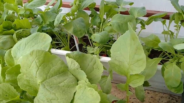 Какой сорт редиса лучше. Подводим итоги. смотреть онлайн