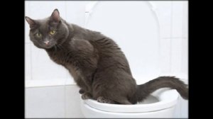 как пользоваться лотком для кошек с сеткой