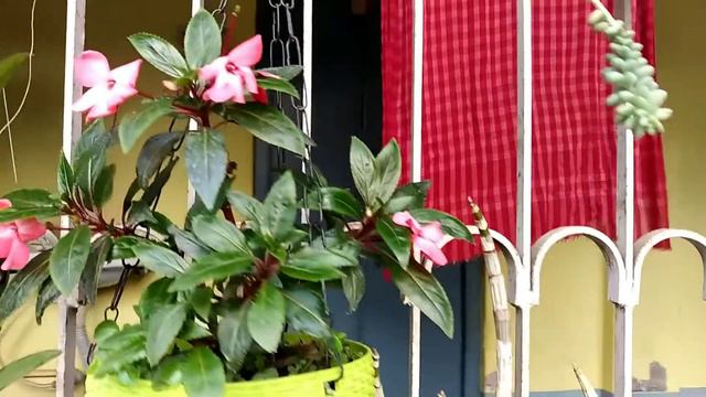 Phelaenopsis Orchid Flowers //Dendrobium // Orchids plants at my home garden 2022 . , смотреть онлайн