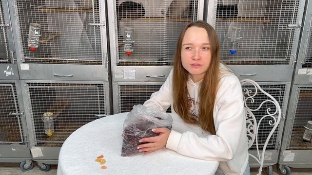 Как кормить шиншиллу? | Что нельзя давать шиншилле? | Добавки для шиншилл смотреть онлайн