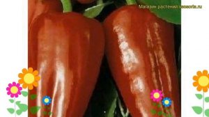 Перец сладкий Винни пух. Краткий обзор, описание характеристик Vinni pukh