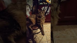 просто красивый котик #кот #пушистыйдруг #пушистик #мэйнкун