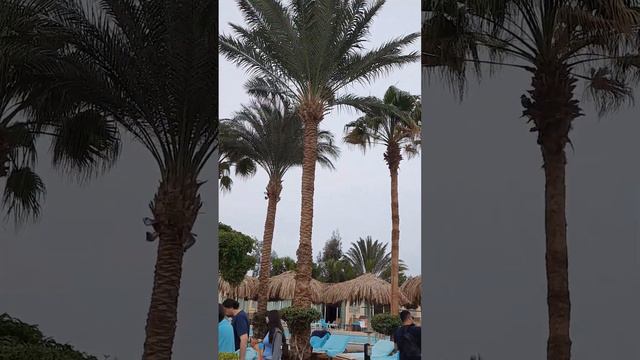 ОБЗОР ТЕРРИТОРИИ ОТЕЛЯ " SUNRISE AQUA JOY RESORT" смотреть онлайн