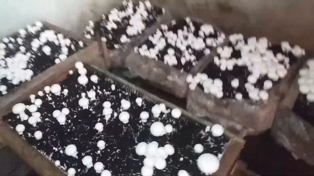 Вирощування шампіньйонів в домашніх умовах/ Збір урожаю шампіньйонів смотреть онлайн