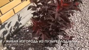 Живая изгородь из пузыреплодника / пузыреплодник литл ангел/ изгородь/ ландволга/ ландшафт на волге