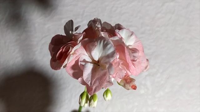 Видео №125 .Агротехника выращивания пеларгоний весной. Полив. Удобрения. Подкормки.Ненужные советы смотреть онлайн