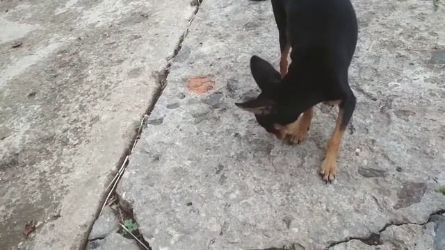 Мікі міні Той тер'єр) смотреть онлайн