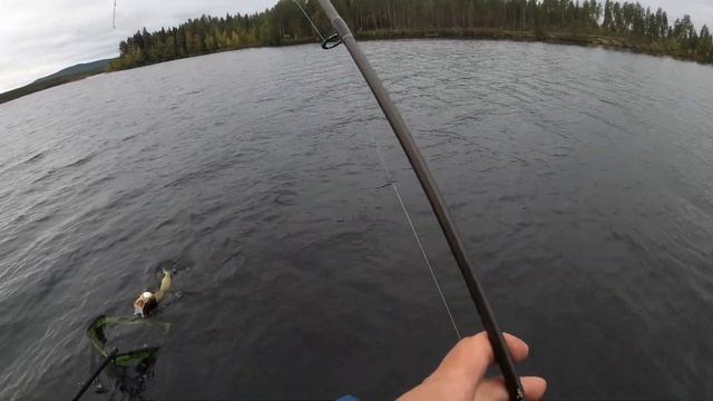 Рыбалка на рекордную щуку в Шведской Лапландии смотреть онлайн