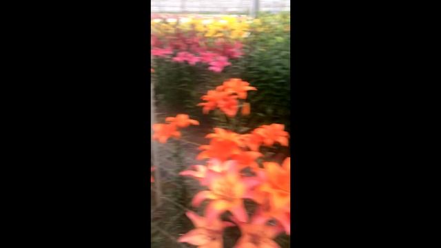 Невідповідність сорту. Пересорт Яскрава | Чому можливий пересорт у Голландії? смотреть онлайн