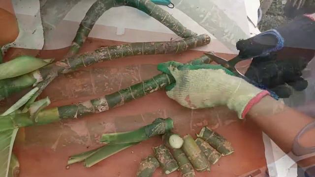 Paano Paramihin ng Mabilis Ang Dieffenbachia 'Tropic Marianne' смотреть онлайн