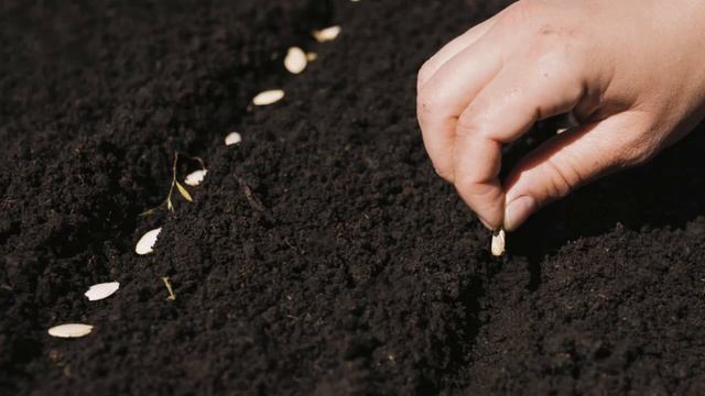 ПОСАДКА ОГУРЦОВ В ОТКРЫТЫЙ ГРУНТ || #посадкаогурцов СПОСОБЫ ПОСАДКИ ОГУРЦОВ В ОТКРЫТЫЙ смотреть онлайн