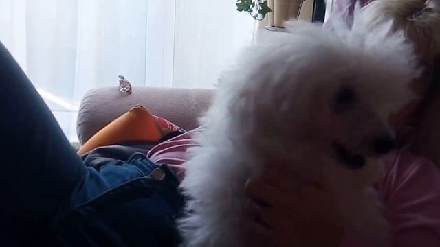 Пудель поёт при включении музыки... смотреть онлайн