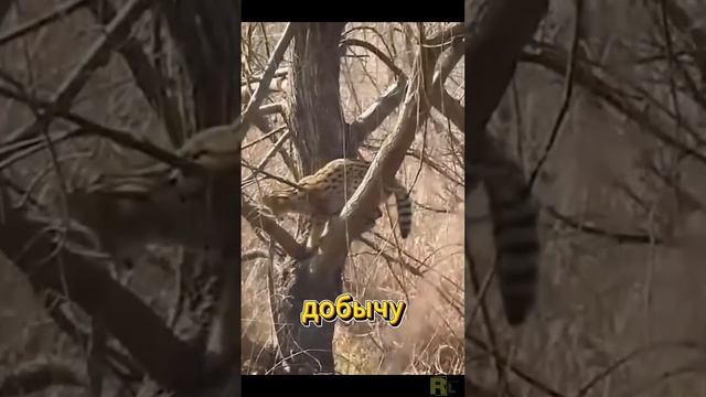 Сервал. Удивительные Факты. 🤯 #животные смотреть онлайн