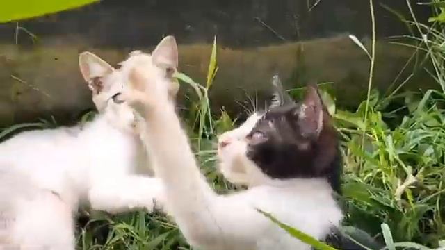 ANAK KUCING MAIN SANGAT LUCU || FUNNY CAT #anakucinglucu #anakkucingimut смотреть онлайн