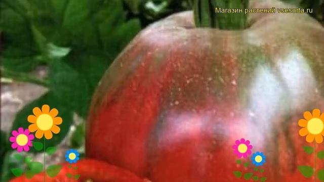 Томат обыкновенный Бычье сердце малиновое. Краткий обзор, описание характеристик, где купить семена смотреть онлайн
