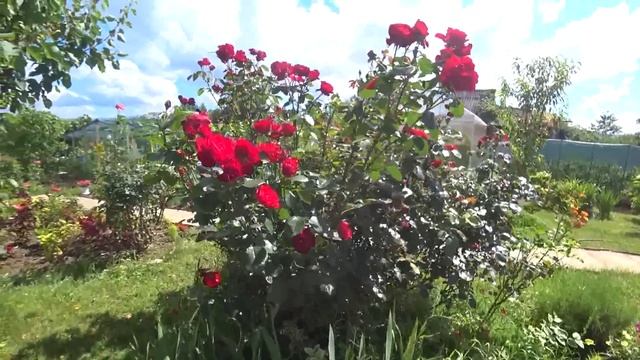 Почернели томаты. Стресс у индюшат, витамины. Зреет малина. Краснодарский край. смотреть онлайн