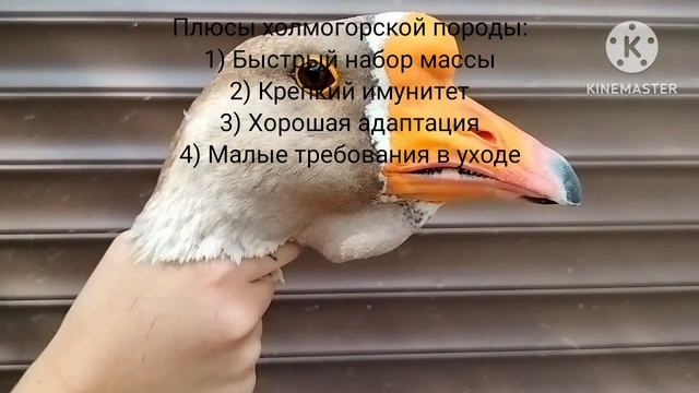 Породы гусей. Их плюсы и минусы содержания + характеристики. смотреть онлайн