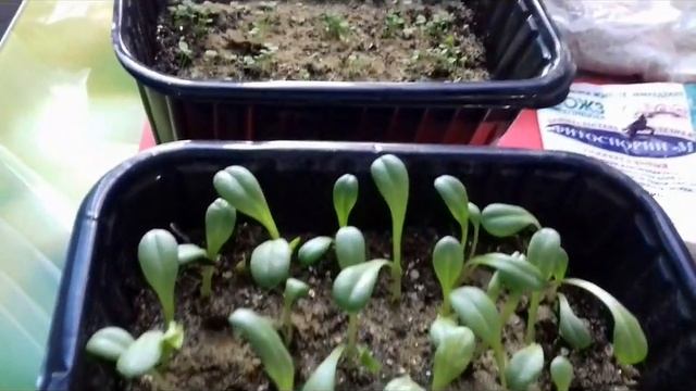 ПЛЕСЕНЬ НА РАССАДЕ, КАК С НЕЙ БОРОТЬСЯ. смотреть онлайн