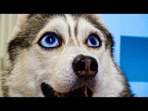 ХАСКИ СДАЛИ В ДЕТДОМ!! (Хаски Бандит) Говорящая собака смотреть онлайн