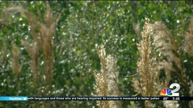 Tips for Dealing with Allergy Season Featuring Dr. Imtiaz Ahmad on NBC-2 смотреть онлайн