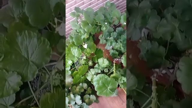 Пеларгония, герань уход летом#сад #огород #оранжерея #выращиваниегрибов #пеларгония#комнатныецветы смотреть онлайн