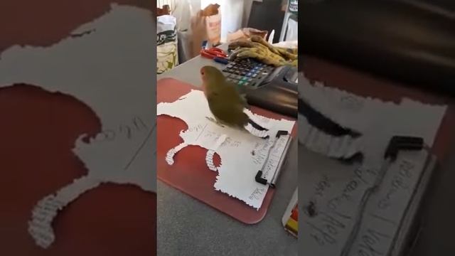 Умный попугай