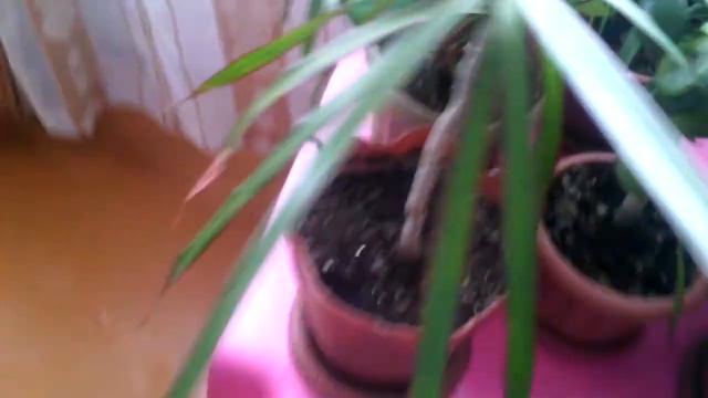 Мои цветы,растения✌Я садовод✌ смотреть онлайн