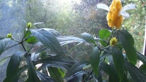 Пахистахис - основные советы по уходу