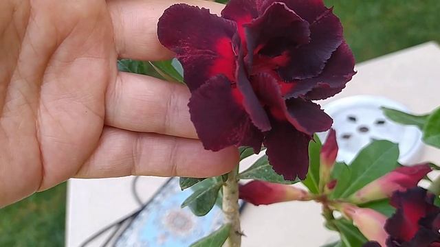 Два сорта Моран и Блэк Бьюти. смотреть онлайн