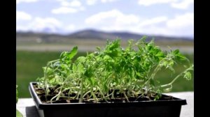 Оптимальная температура для рассады