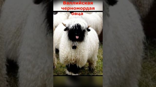 Валлийские черномордые овцы/Редкие породы овец смотреть онлайн