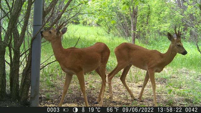 Фотоловушка. Косули у кормушки смотреть онлайн