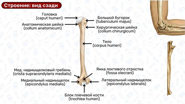 Плечевая кость: строение, поверхности, латынь / Анатомия, остеология смотреть онлайн