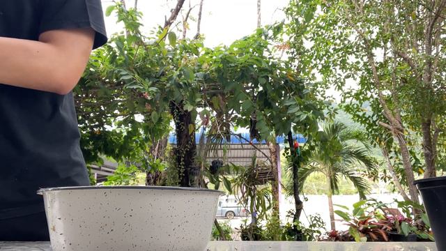 แกะกล่อง UNBOX Rareplant กับเจ้า P.Felix