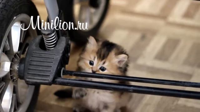Шотландский длинношерстный котик смотреть онлайн