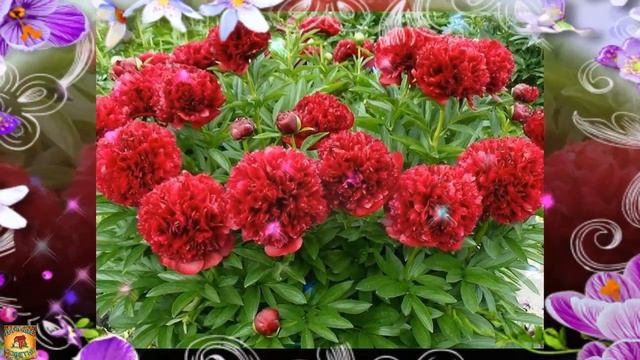 Вот какие РАСТЕНИЯ посаженные в саду ПРИВЛЕКАЮТ БОГАТСТВО Народные приметы для САДА и ОГОРОДА смотреть онлайн