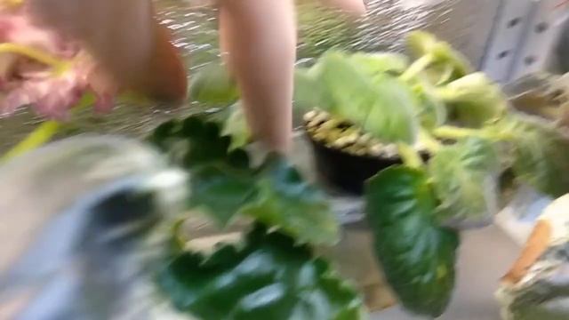 Мои фиалки посетил трипс!!! смотреть онлайн