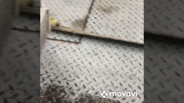 Греется Камминз 2,8 ГАЗель. Одна из причин. смотреть онлайн
